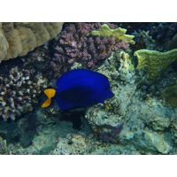 Zebrasoma xanthurum