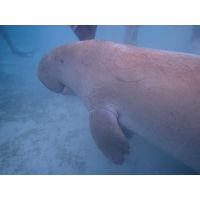 dugong_dugong_3_marsa_shagra_2014_jhk
