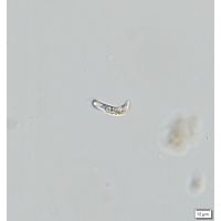 Menoidium minimum