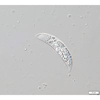Menoidium pellucidum