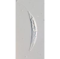 Menoidium pellucidum