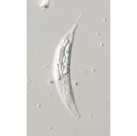 Menoidium pellucidum