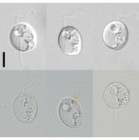 Neometanema ovale