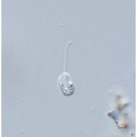 Notosolenus apocamptus
