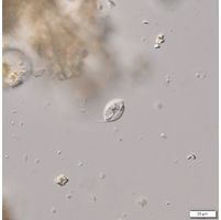 Notosolenus canellatus