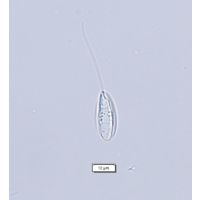 Notosolenus iurassicus