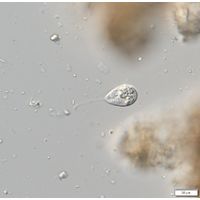 Notosolenus mediocanellatus