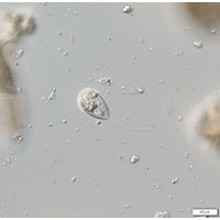 notosolenus mediocanellatus