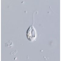 Notosolenus mediocanellatus