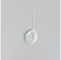 Notosolenus obliquus