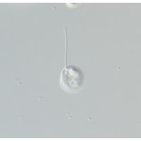 Notosolenus obliquus