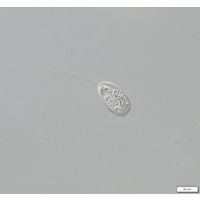 Notosolenus similis