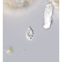 Petalomonas prototheca