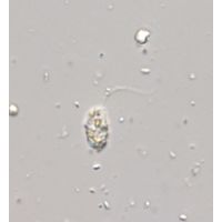 Petalomonas prototheca