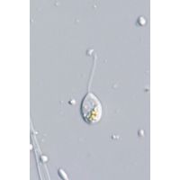 petalomonas-pusilla-skuja-sgapod1-b