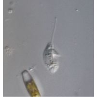 Petalomonas unguiformis