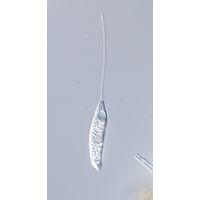Pseudoperanema curvicauda