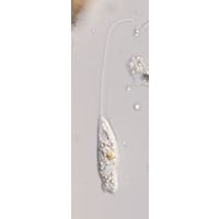 Pseudoperanema trichophorum