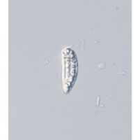 Rhabdomonas costata