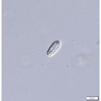 Rhabdomonas costata