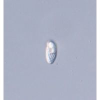 Rhabdomonas intermedia