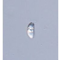 Rhabdomonas intermedia