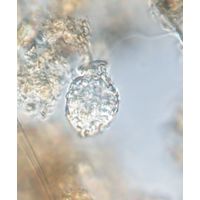 Urceolus macromastix