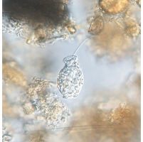Urceolus macromastix