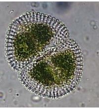 Cosmarium