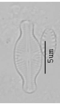 Navicula schadei