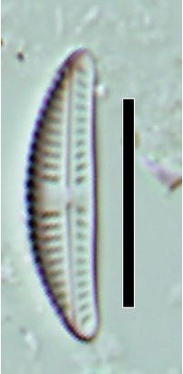 Amphora inariensis