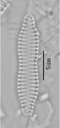 Fragilaria construens