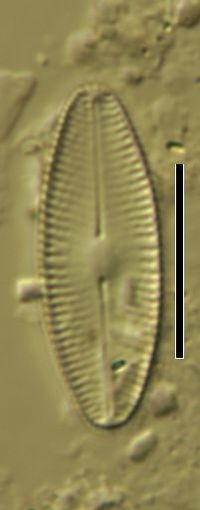 Navicula confervacea