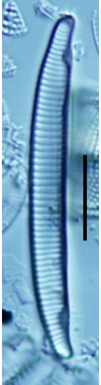 Eunotia incisa