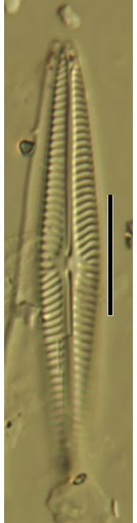 Navicula irmengardis