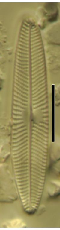 Navicula schroeteri