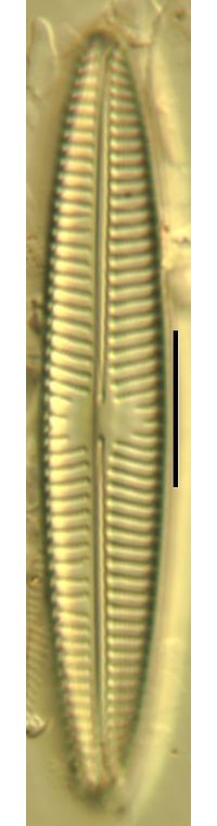 Navicula tripunctata