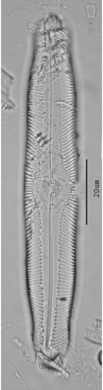 Pinnularia decrescens