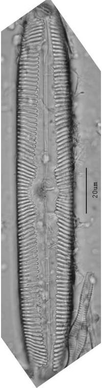 Pinnularia