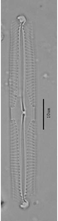 Pinnularia subgibba
