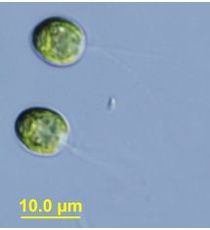 Tetraspora gelatinosa