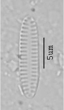 Fragilaria polonica