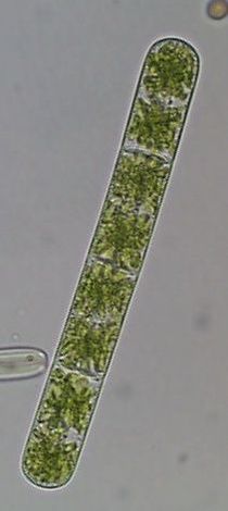 Zygnema