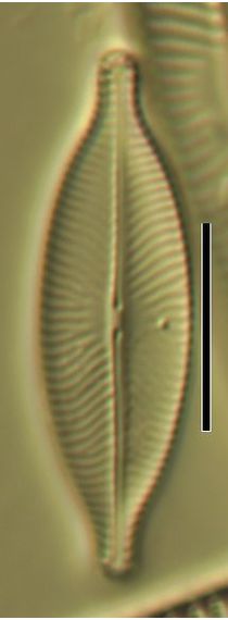 Navicula salinarum