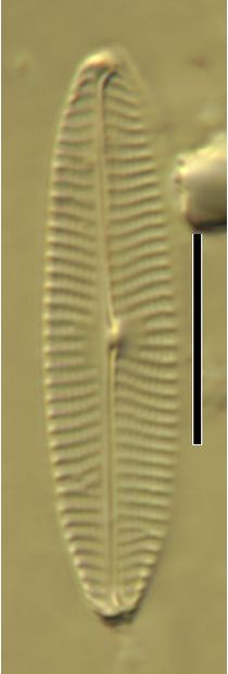 Navicula erifuga