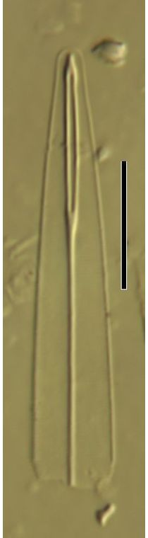 Amphipleura