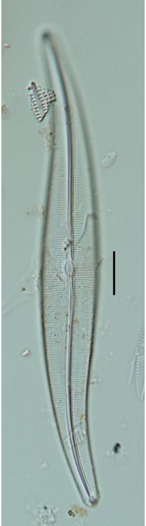 Gyrpsigma attenuatum