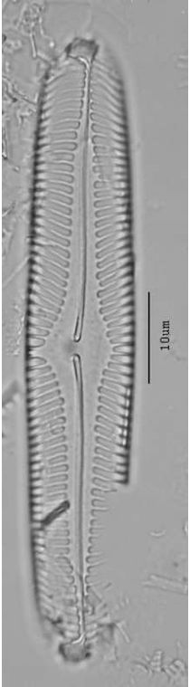 Pinnularia subcommutata