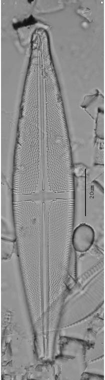 Stauroneis phoenicenteron
