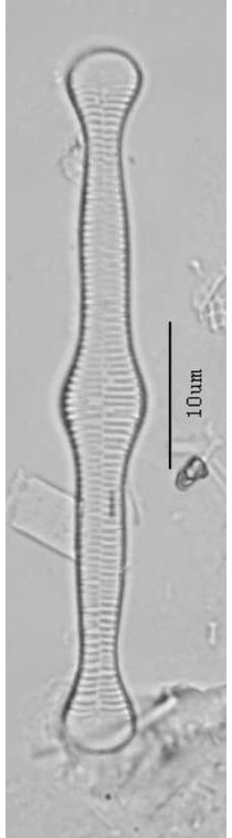 Tabellaria flocculosa